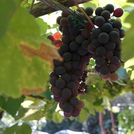 Apartman Ana Novi Vinodolski Exteriér fotografie