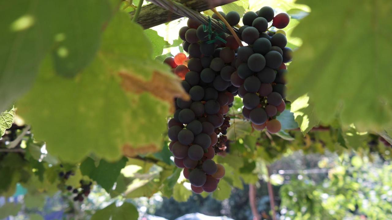 Apartman Ana Novi Vinodolski Exteriér fotografie
